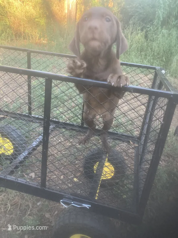 Chocolate boy – Labrador Retriever puppy for sale in Albemarle, NC