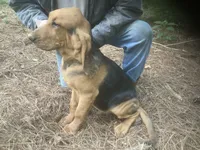 Blk/tan male puppy, a male Bloodhound for sale in Albemarle, NC – 6 of 6