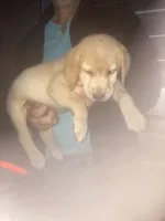 Yellow Girl CoCo, a female Labrador Retriever for sale in Albemarle, NC – 2 of 10