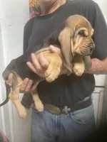 Blk/Tan girl , a female Bloodhound for sale in Albemarle, NC – 3 of 6