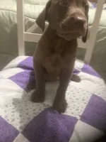 Chocolate girl, a female Labrador Retriever for sale in Albemarle, NC – 6 of 10