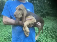 Bloodhound girl $600, a female Bloodhound for sale in Albemarle, NC – 5 of 6