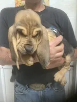 Blk/Tan girl , a female Bloodhound for sale in Albemarle, NC – 6 of 6