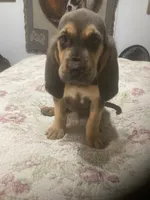 Daisy boy, a male Bloodhound for sale in Albemarle, NC – 4 of 8
