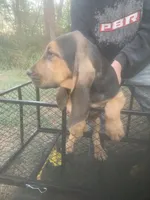 Dolly boy, a male Bloodhound for sale in Albemarle, NC – 5 of 7
