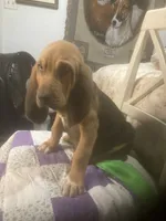 Moose boy, a male Bloodhound for sale in Albemarle, NC – 6 of 8