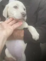 Coco Light yellow girl, a female Labrador Retriever for sale in Albemarle, NC – 4 of 8