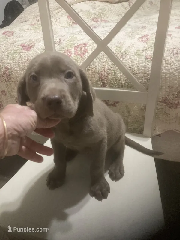 Lab Silver boy – Labrador Retriever puppy for sale in Albemarle, NC