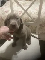 Lab Silver boy, a male Labrador Retriever for sale in Albemarle, NC – 1 of 4