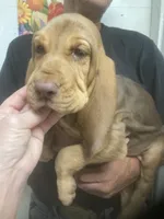Liver/Tan girl, a female Bloodhound for sale in Albemarle, NC – 2 of 9