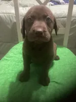 Chocolate boy, a male Labrador Retriever for sale in Albemarle, NC – 3 of 7