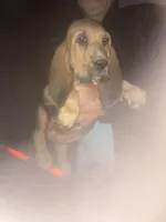 Bloodhound boy by Moose, a male Bloodhound for sale in Albemarle, NC – 8 of 8