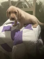 Yellow girl Lab puppy, a female Labrador Retriever for sale in Albemarle, NC – 2 of 7