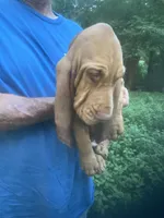 Bloodhound girl $600, a female Bloodhound for sale in Albemarle, NC – 4 of 6
