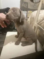 Lab Silver boy, a male Labrador Retriever for sale in Albemarle, NC – 2 of 4