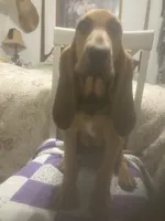 Daisy girl, a female Bloodhound for sale in Albemarle, NC – 3 of 7