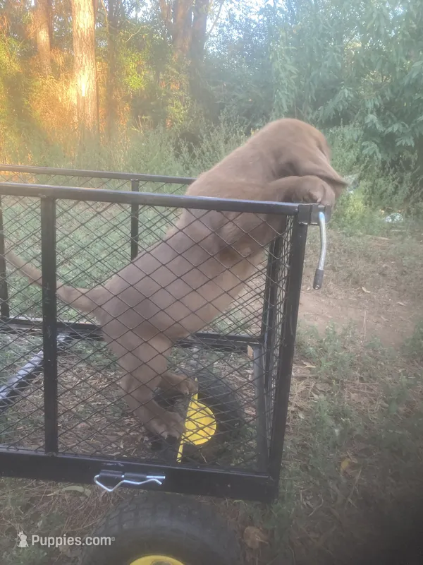 Chocolate boy – Labrador Retriever puppy for sale in Albemarle, NC