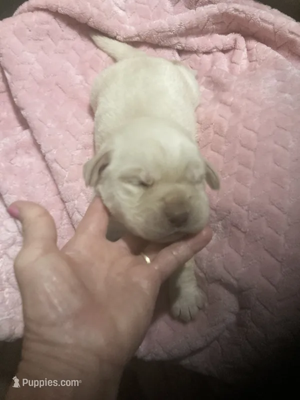 Yellow girl Lab puppy – Labrador Retriever puppy for sale in Albemarle, NC