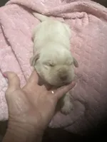 Yellow girl Lab puppy, a female Labrador Retriever for sale in Albemarle, NC – 1 of 2