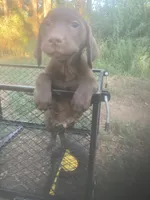 Chocolate boy, a male Labrador Retriever for sale in Albemarle, NC – 3 of 6