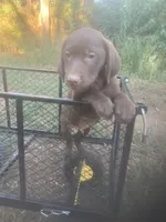 Chocolate boy, a male Labrador Retriever for sale in Albemarle, NC – 4 of 6