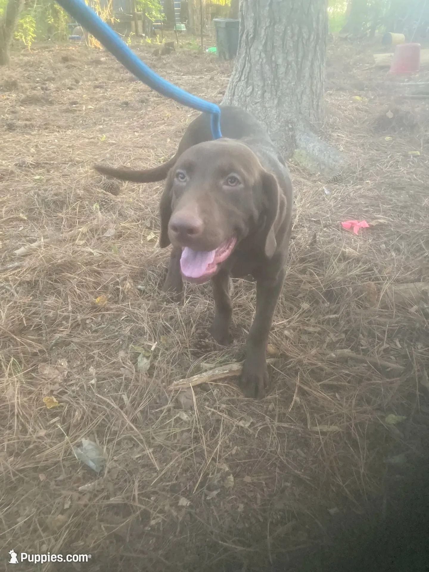 Chocolate male 5 month old, a male Labrador Retriever for sale in Albemarle, NC – 3 of 7