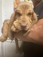 Liver/Tan girl, a female Bloodhound for sale in Albemarle, NC – 4 of 9