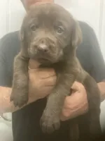 Candy girl , a female Labrador Retriever for sale in Albemarle, NC – 4 of 4