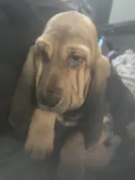 Dolly boy, a male Bloodhound for sale in Albemarle, NC – 4 of 8