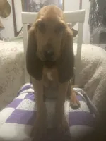 Daisy girl, a female Bloodhound for sale in Albemarle, NC – 4 of 7