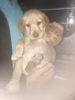 Coco yellow boy, a male Labrador Retriever for sale in Albemarle, NC – 2 of 3