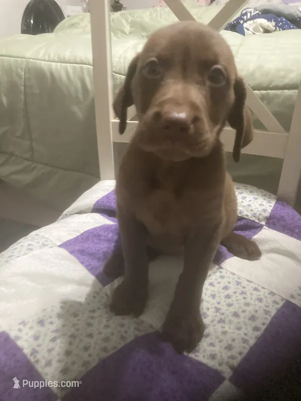 Chocolate girl – Labrador Retriever puppy for sale in Albemarle, NC