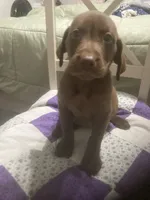 Chocolate girl, a female Labrador Retriever for sale in Albemarle, NC – 1 of 10