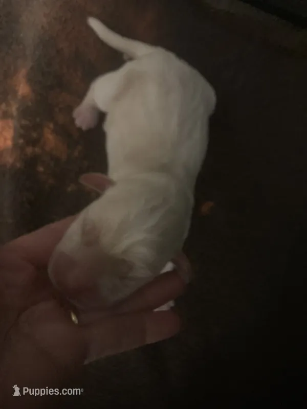 Yellow girl Lab puppy – Labrador Retriever puppy for sale in Albemarle, NC