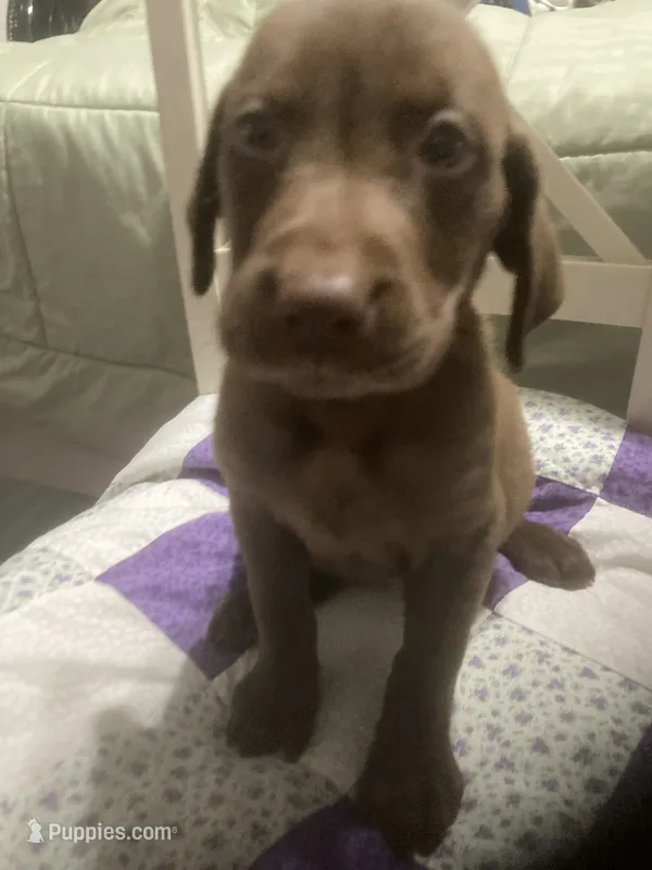 Chocolate girl – Labrador Retriever puppy for sale in Albemarle, NC