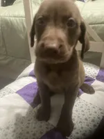 Chocolate girl, a female Labrador Retriever for sale in Albemarle, NC – 7 of 10