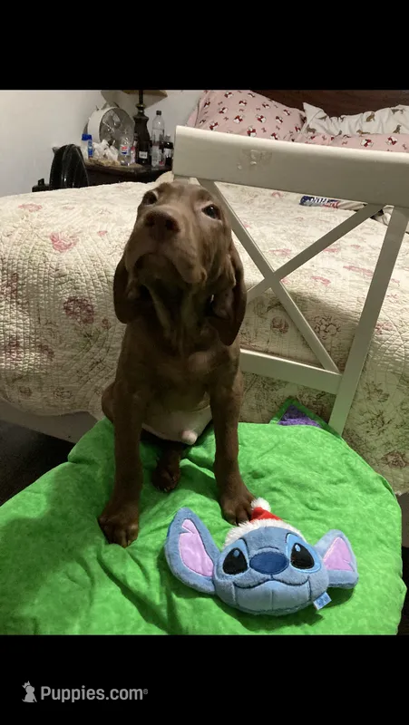 Chocolate boy – Labrador Retriever puppy for sale in Albemarle, NC