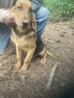 Blk/tan male puppy, a male Bloodhound for sale in Albemarle, NC – 2 of 6