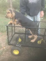 Dolly boy, a male Bloodhound for sale in Albemarle, NC – 4 of 7