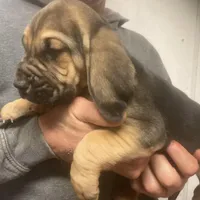 Bloodhound boy, a male Bloodhound for sale in Albemarle, NC – Photo 3 of 8