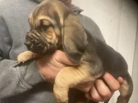 Bloodhound boy, a male Bloodhound for sale in Albemarle, NC – Photo 3 of 8