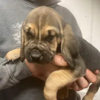 Bloodhound boy, a male Bloodhound for sale in Albemarle, NC – Photo 8 of 8
