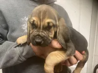 Bloodhound boy, a male Bloodhound for sale in Albemarle, NC – Photo 8 of 8