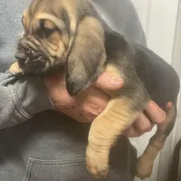 Bloodhound boy, a male Bloodhound for sale in Albemarle, NC – Photo 6 of 8