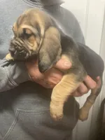 Bloodhound boy, a male Bloodhound for sale in Albemarle, NC – Photo 6 of 8