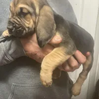 Bloodhound boy, a male Bloodhound for sale in Albemarle, NC – Photo 4 of 8