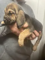 Bloodhound boy, a male Bloodhound for sale in Albemarle, NC – Photo 4 of 8