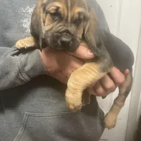 Bloodhound boy, a male Bloodhound for sale in Albemarle, NC – Photo 7 of 8
