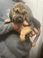 Bloodhound boy, a male Bloodhound for sale in Albemarle, NC – Photo 7 of 8
