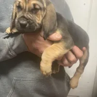 Bloodhound boy, a male Bloodhound for sale in Albemarle, NC – Photo 1 of 8